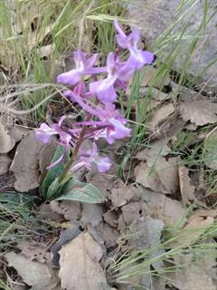 ثعلب پروانه ای